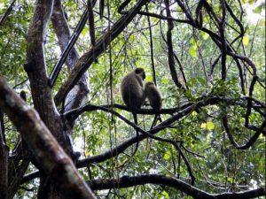 barbados monkey excursion 1