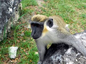 barbados monkey excursion 3