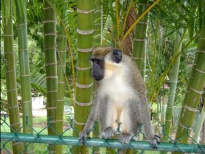 barbados monkey excursion 4