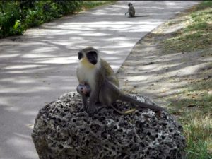 barbados monkey excursion 6