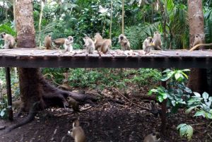 barbados monkey excursion 9