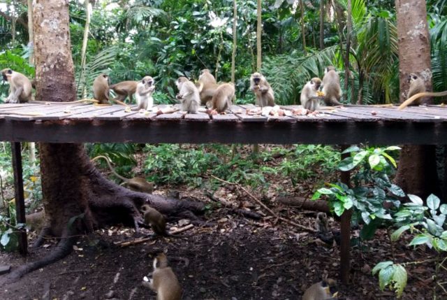 barbados monkeys MAIN
