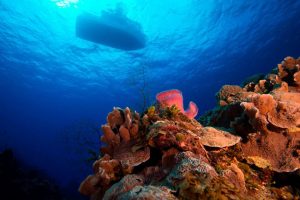 Barbados Scuba Diving 4